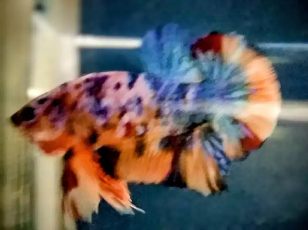 Ikan Cupang Hias Plakat