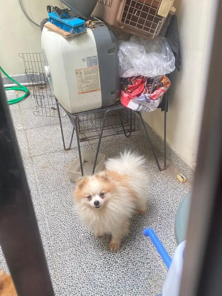DIJUAL BORONGAN ANJING MINIPOM POMERANIAN PEJANTAN INDUKAN DAN ANAK