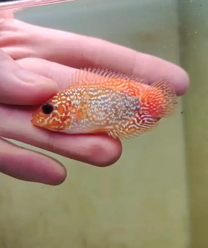 gb special01 3cm ikan lohan goldenbase cencu ikan louhan gb cencu