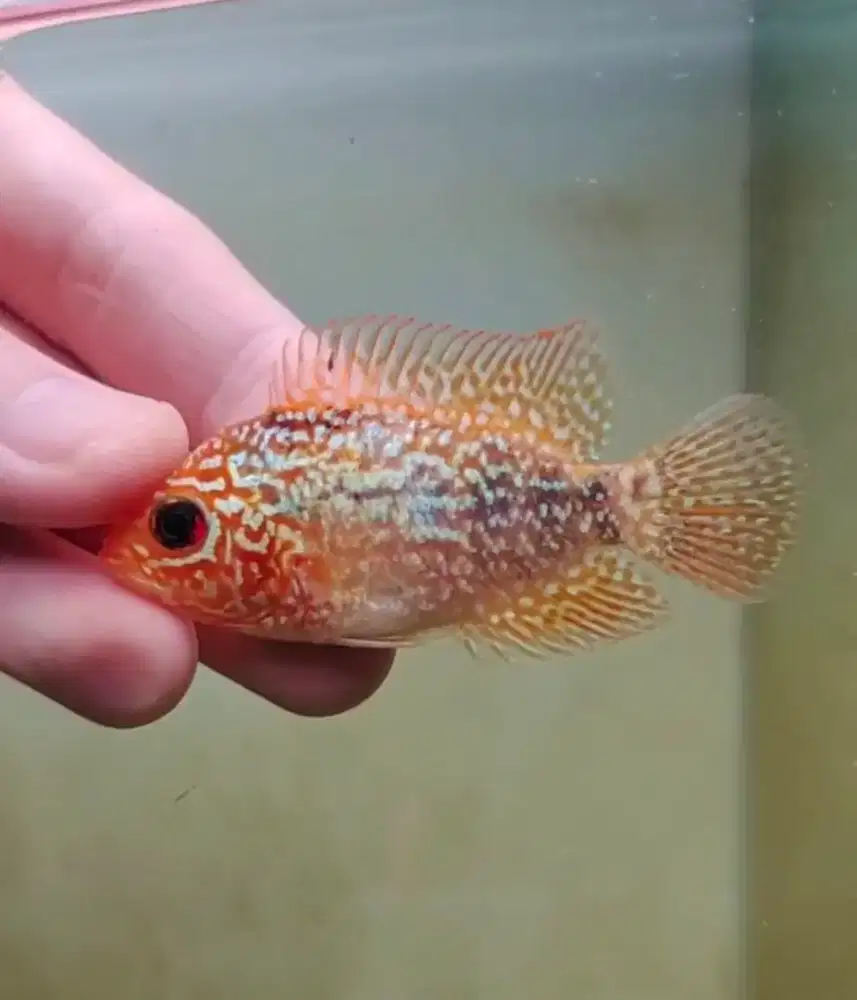 gb special02 3cm ikan lohan goldenbase cencu ikan louhan gb cencu