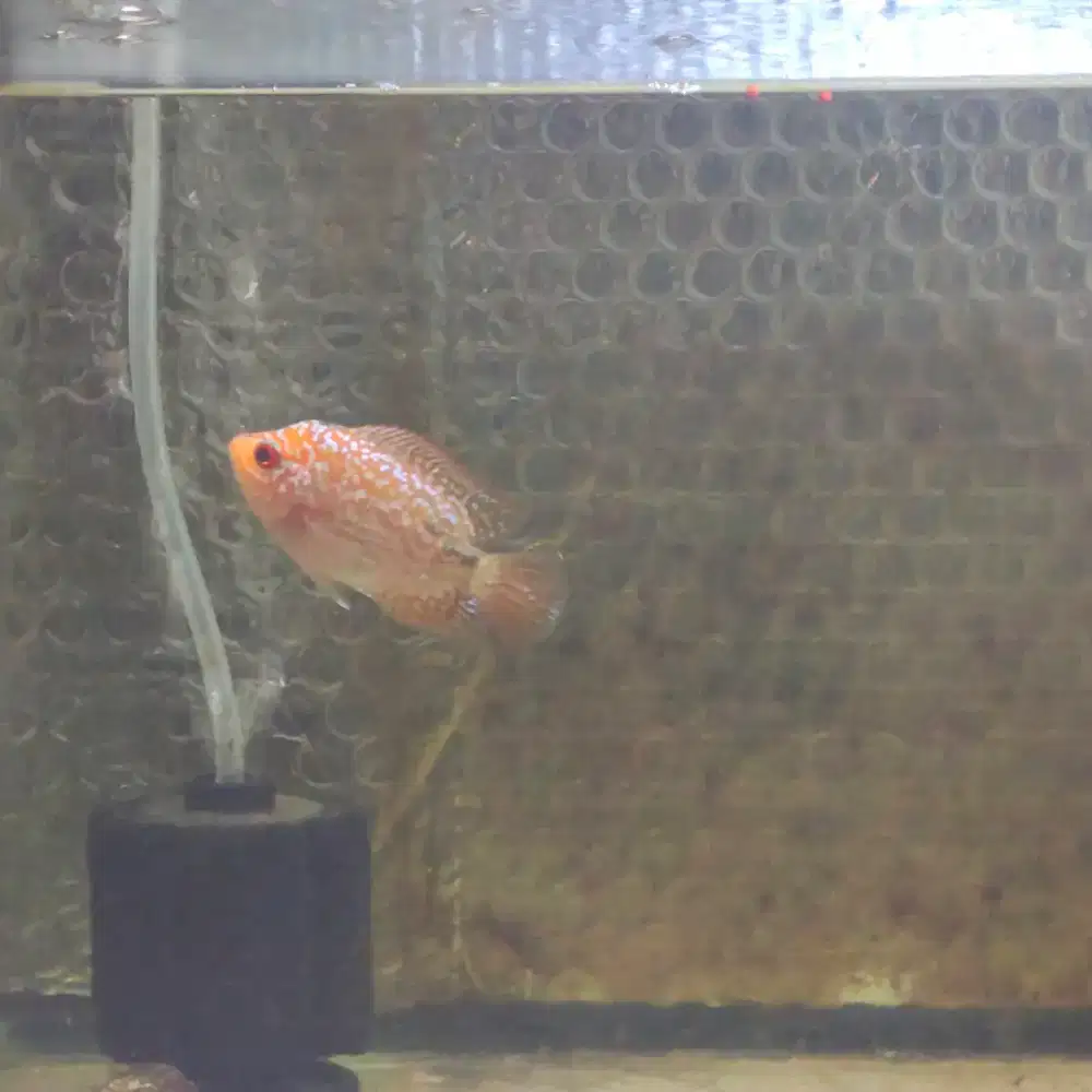 gb special05 3cm ikan lohan goldenbase cencu ikan louhan gb cencu