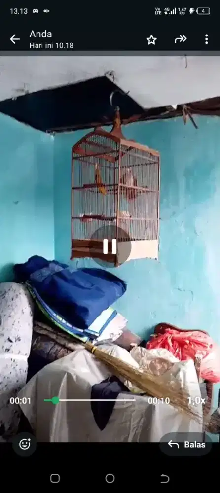 l burung  trucuk Jatim fullset gacor Garuda