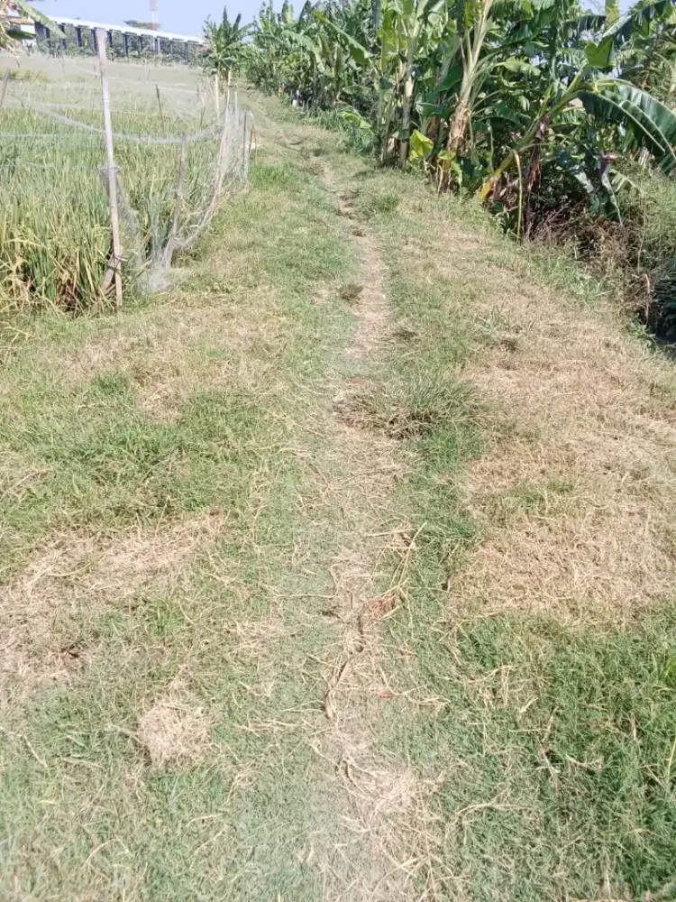 jual tanah sawah di pandeyan, boyolali