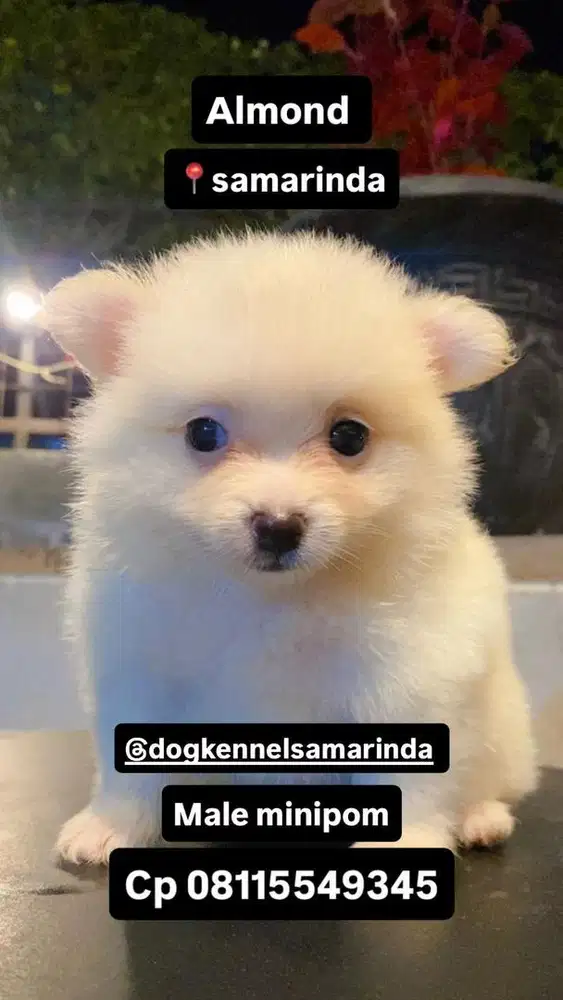 Jual Anjing Minipom
