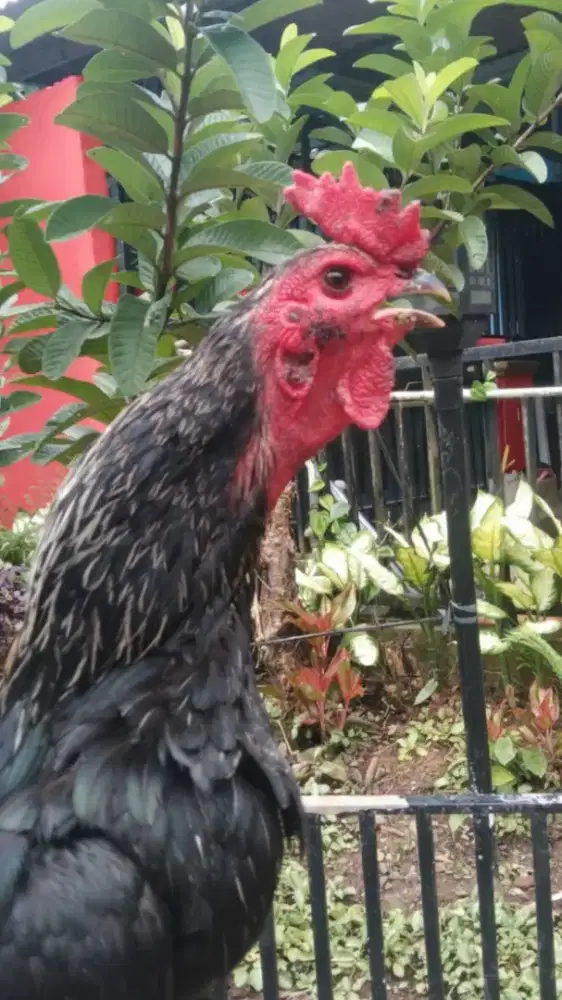 Ayam jago Pama bulbi