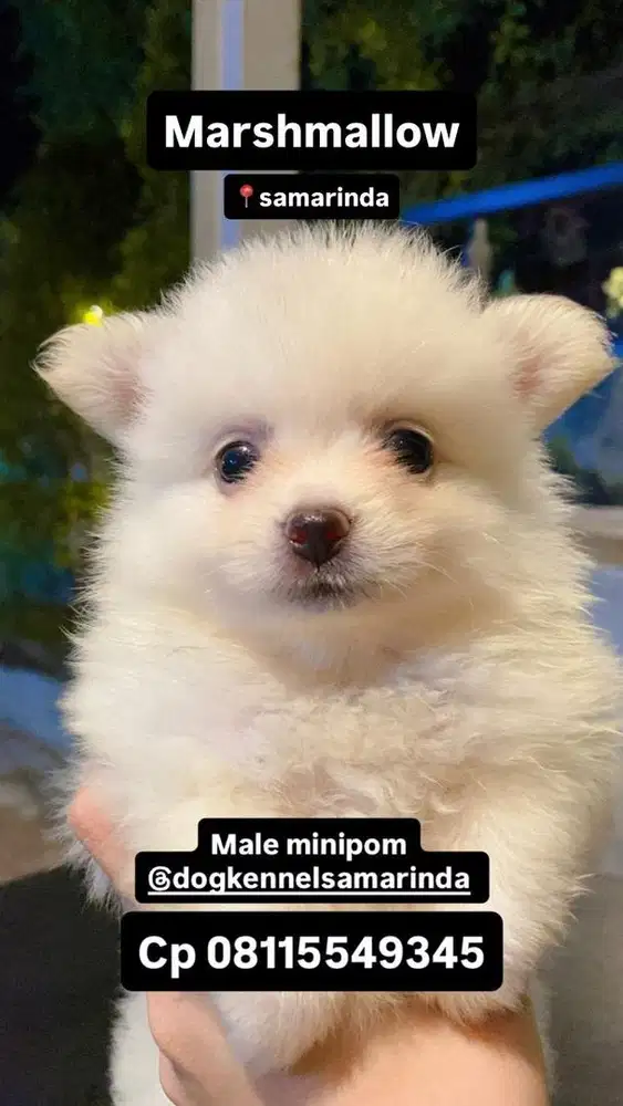 Jual Anjing Minipom