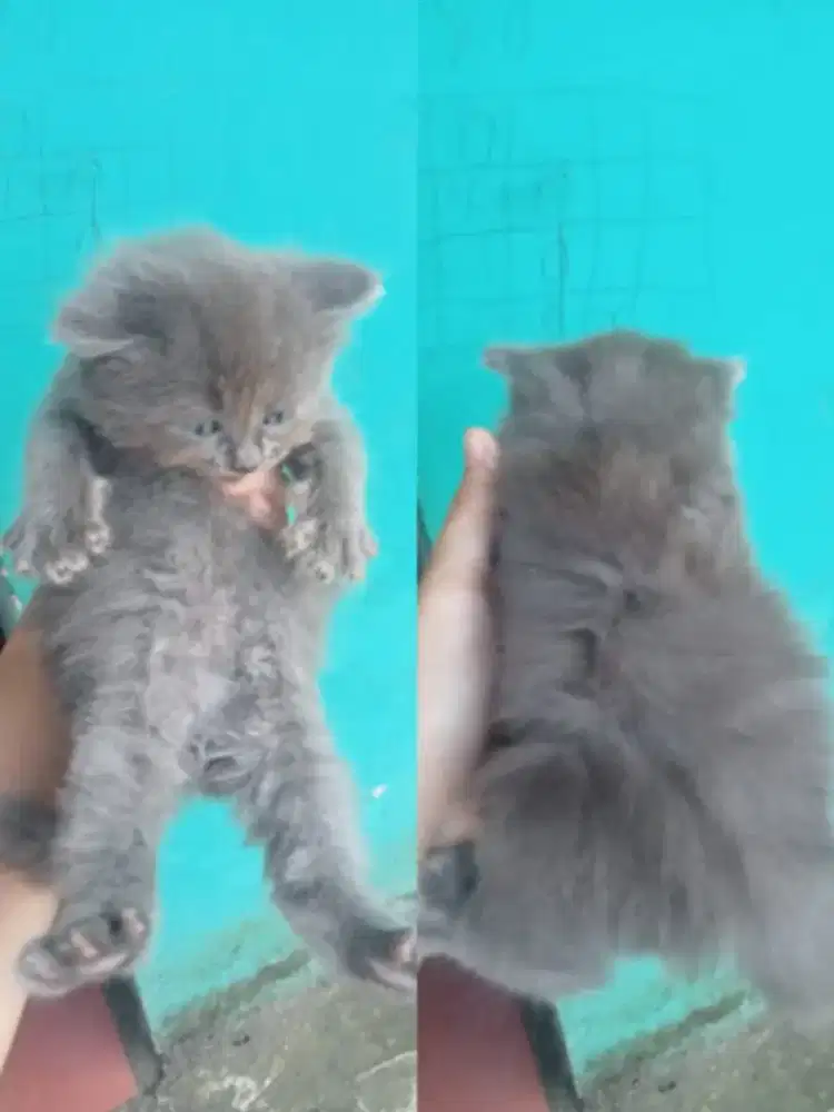 Kitten British Longhair mix betina
