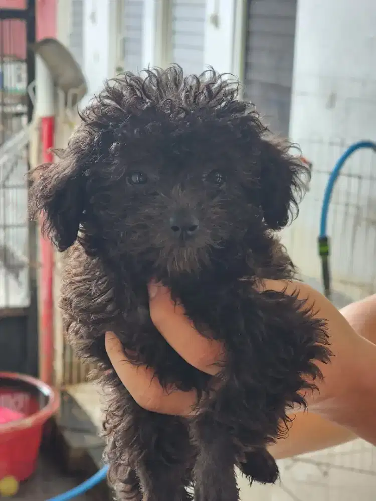 Toy Poodle Silver Betina