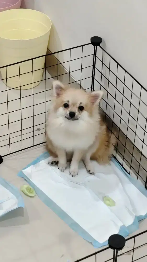 Anjing Mini Pom Perkin 6 Bln Female