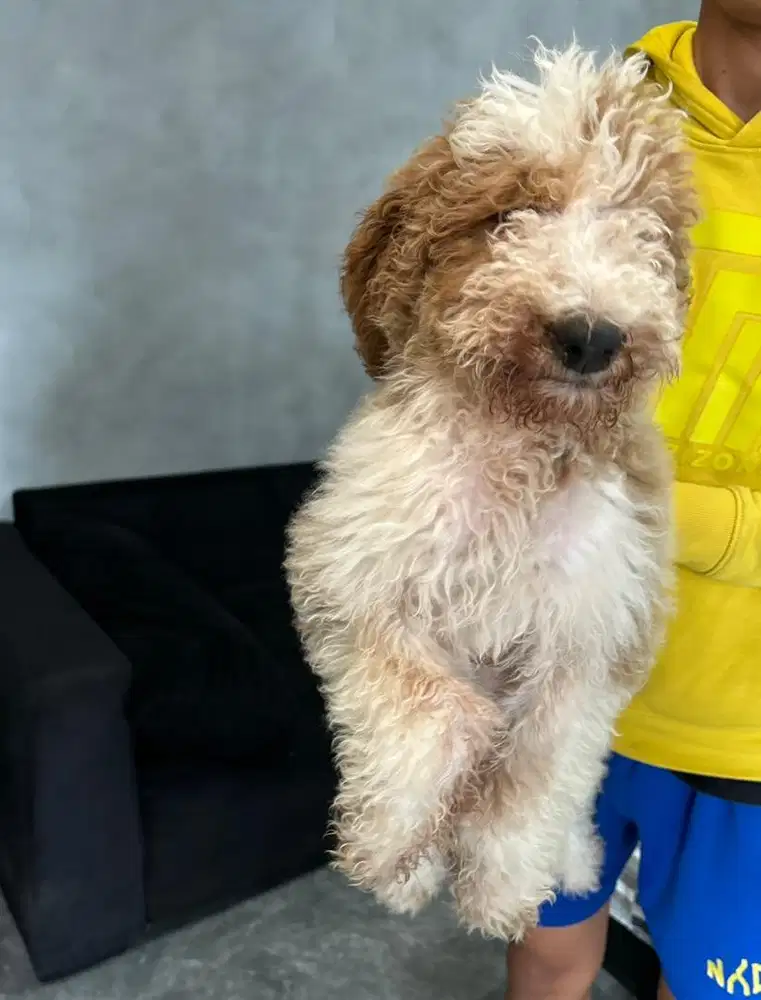 EXCELENT GIANT POODLE TWO COLOURS PUPPY