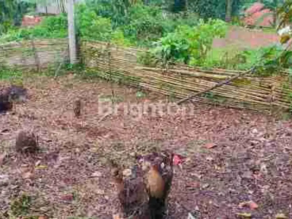 Tanah dan saung cigudeg banyuresmi bogor