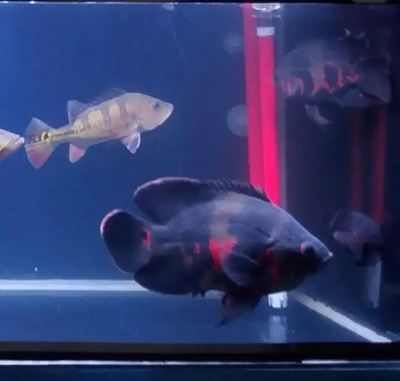 OSCAR TIGER uk 6 jari , 4 jari kumpay , 3 jari