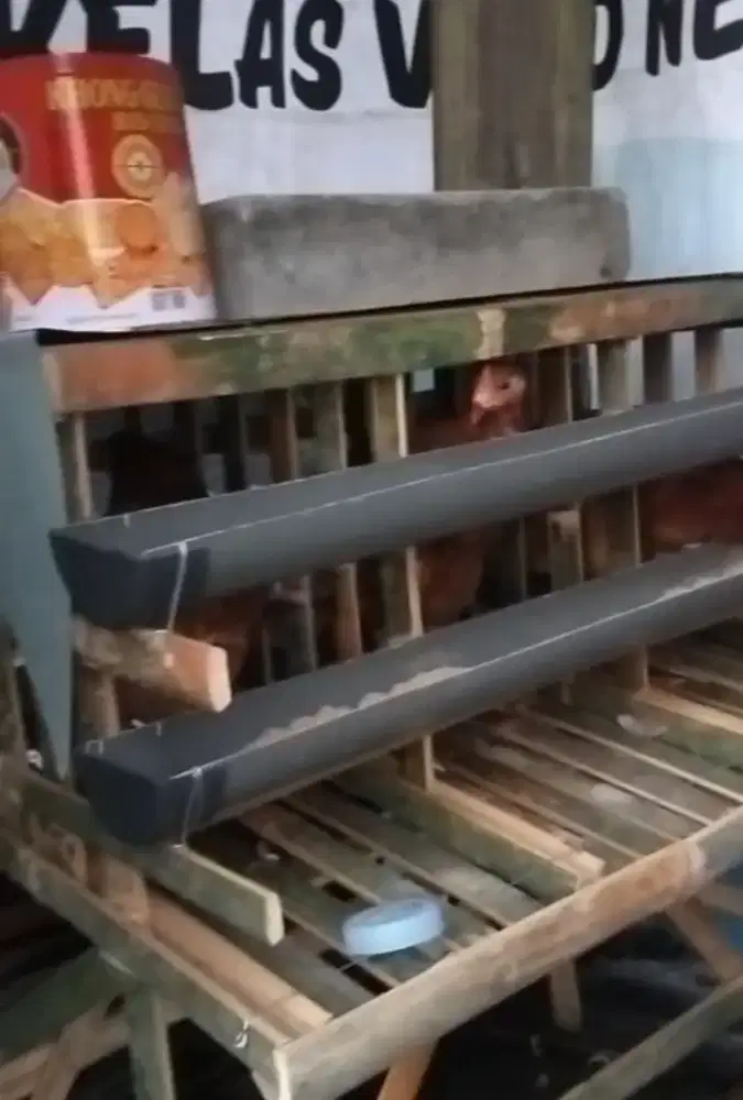 Ayam petelur usia siapan