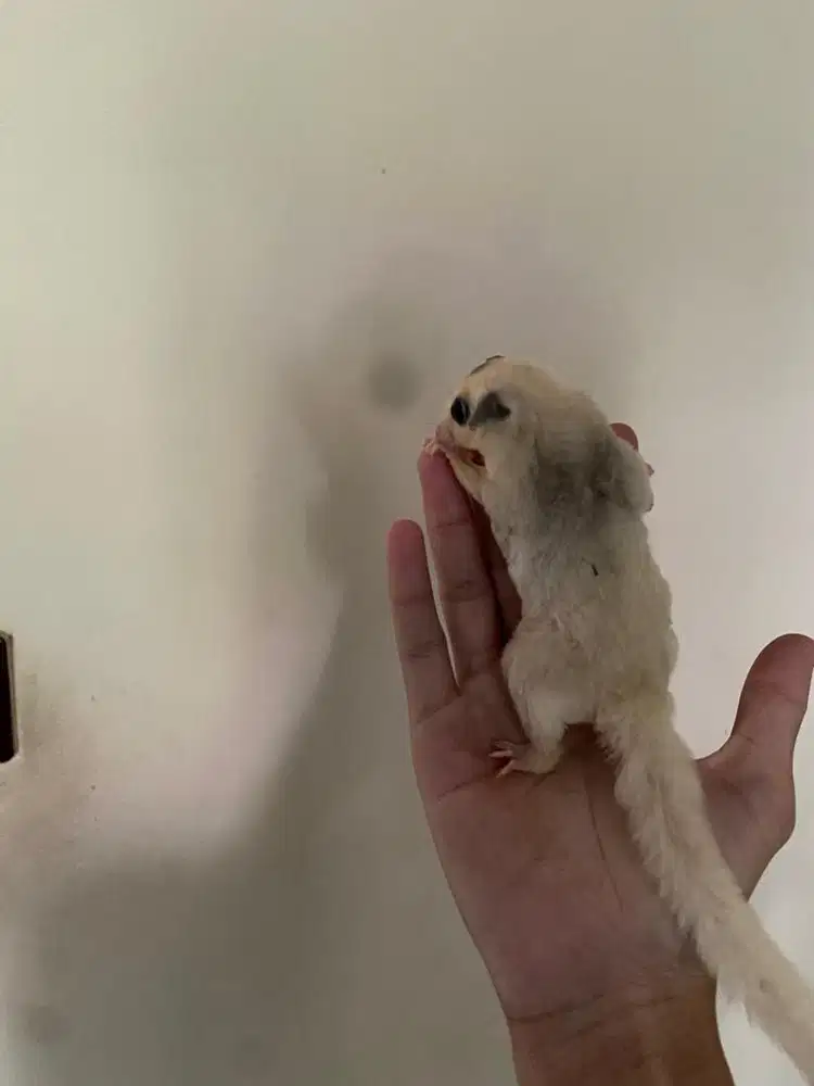 sugar glider platmoz