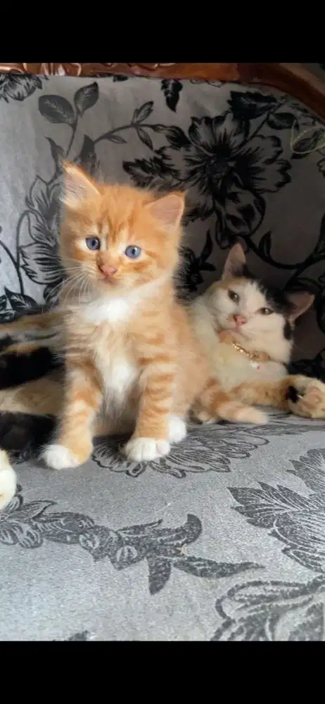 Kitten persia betina