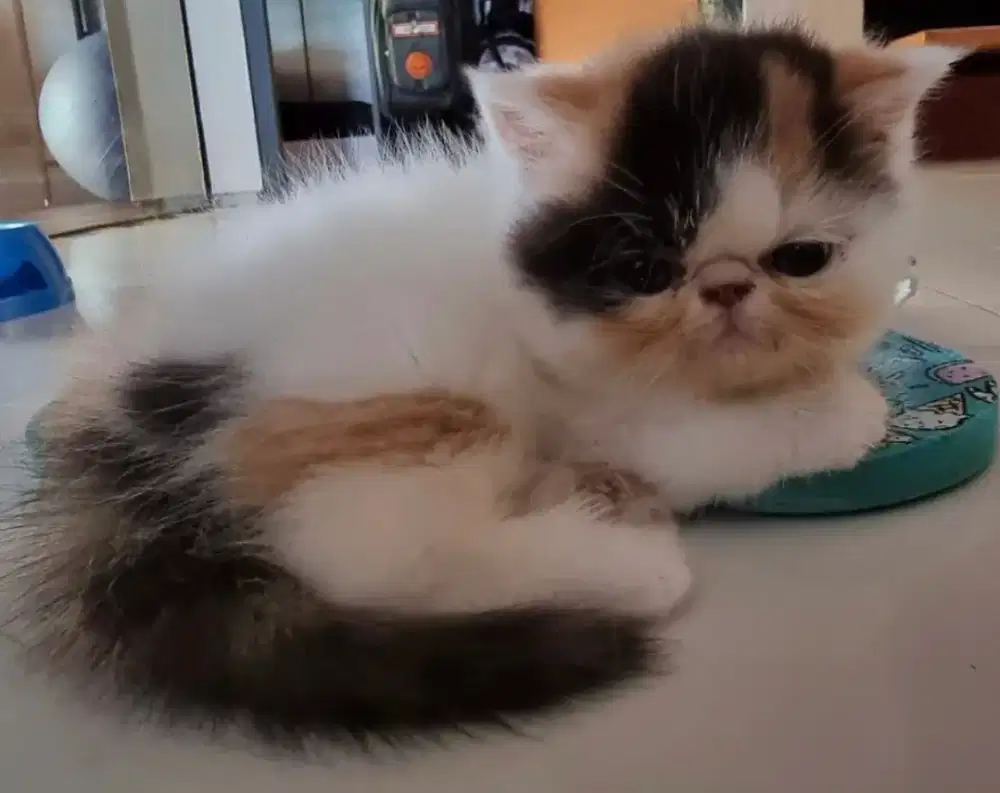 Kucing eksotik peaknose ektreem