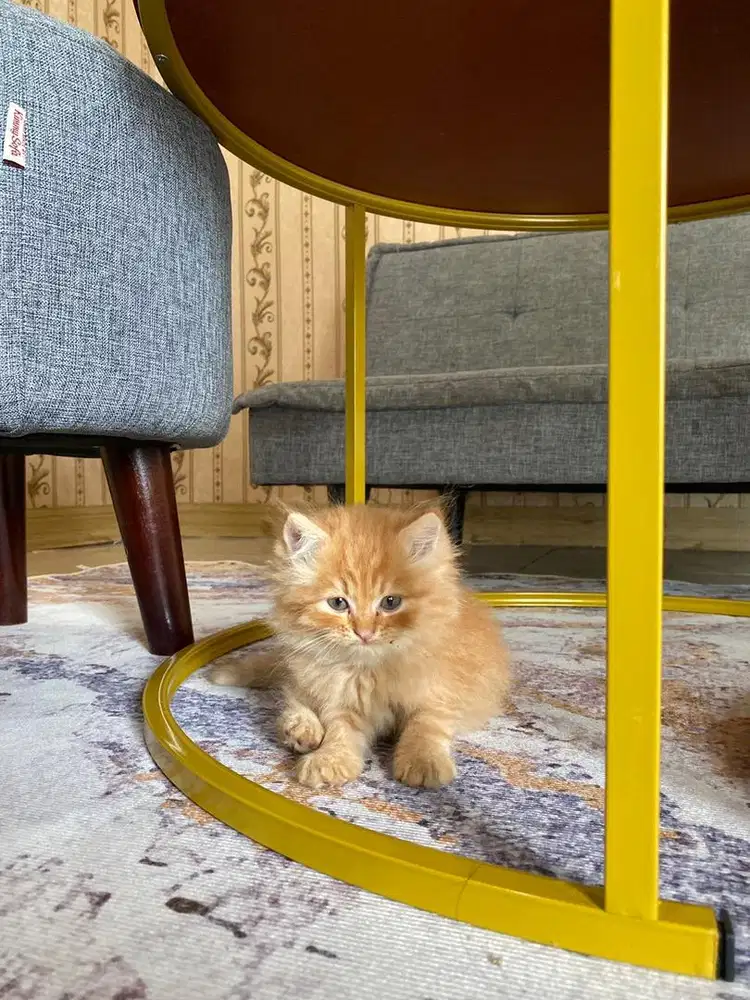 Lepas Adop Kitten Persiaa