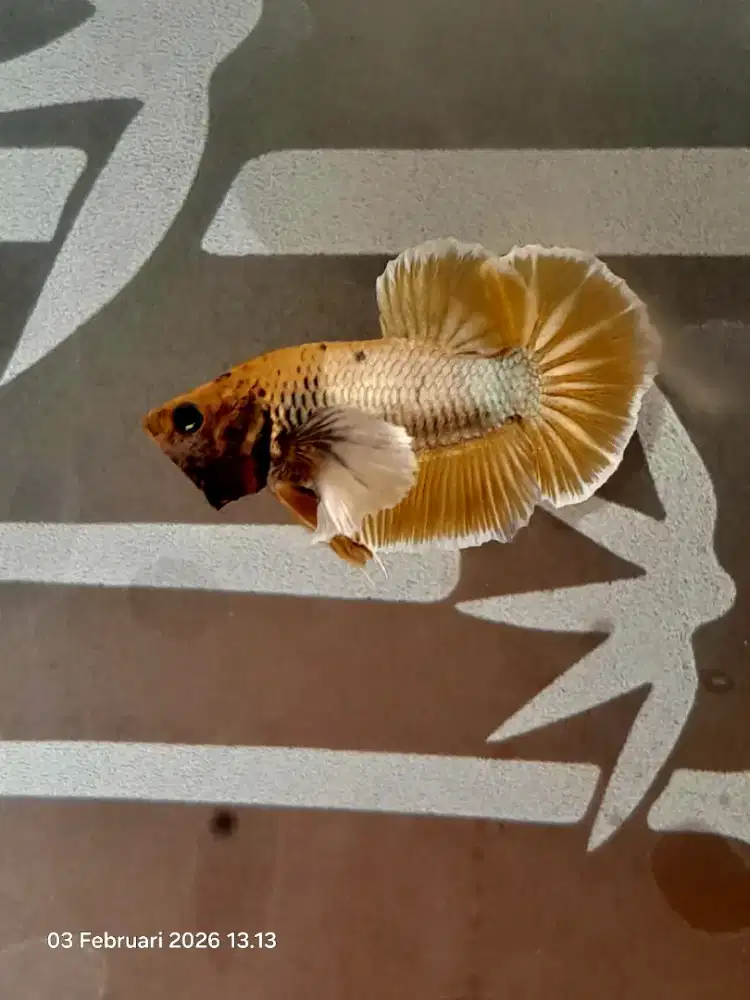 Partaian cupang 1o ekor