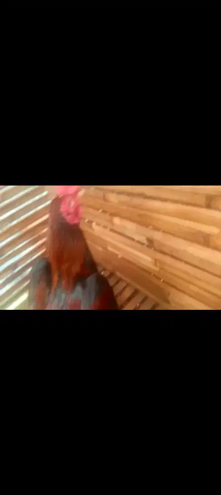 Jual ayam Bangkok x birma aja