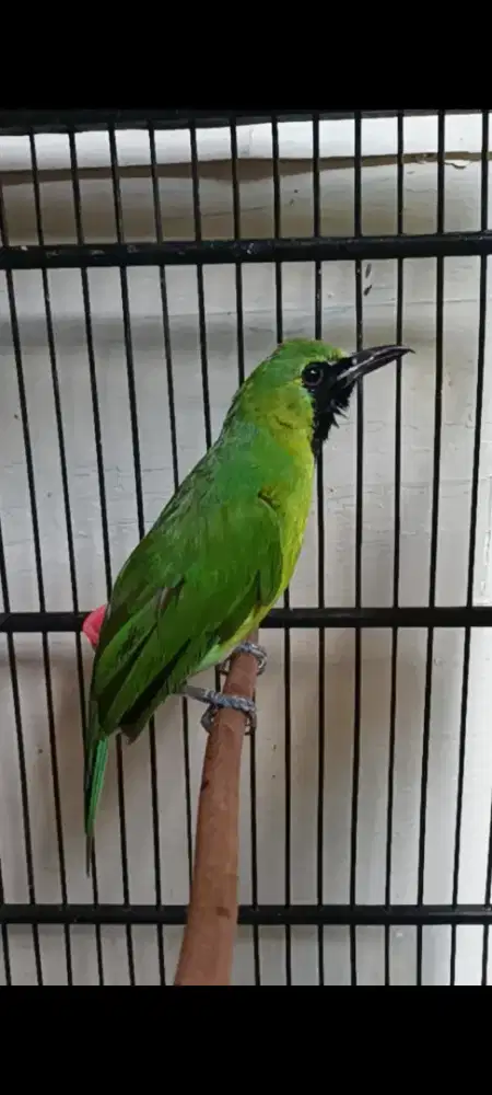 warna cerah gampang jamtrok isian banyak