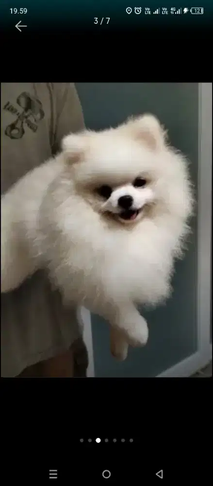 Terima pecak /kawin Pomeranian