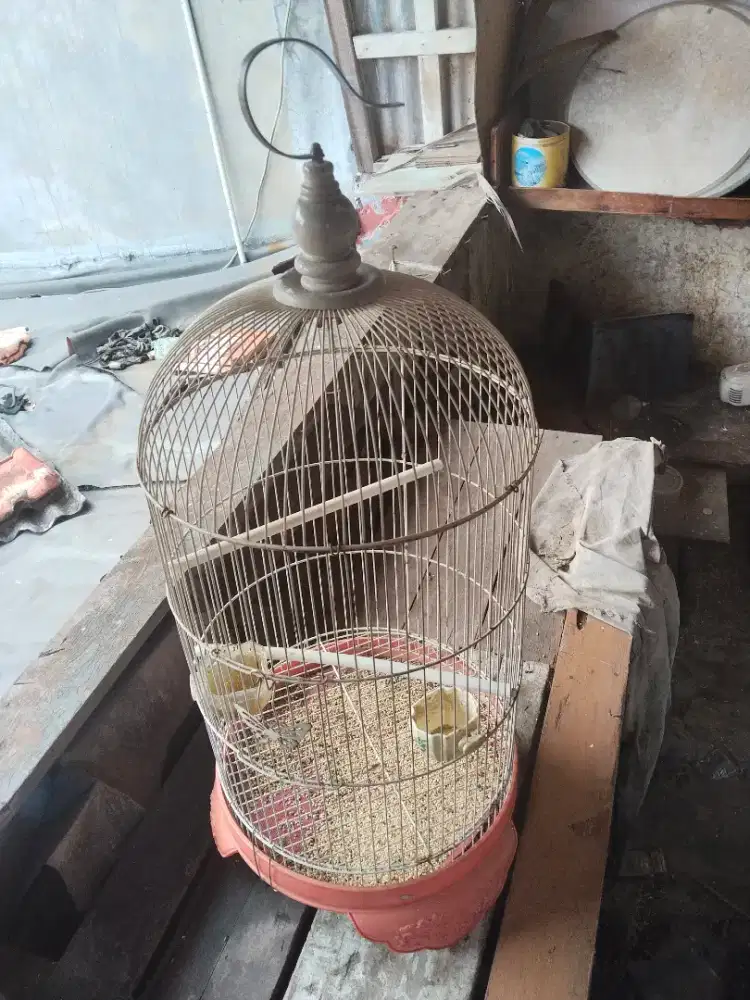 Jual burung 200.000 nego aja gan lokasi jln pagagoga 2 blok a kubis 1