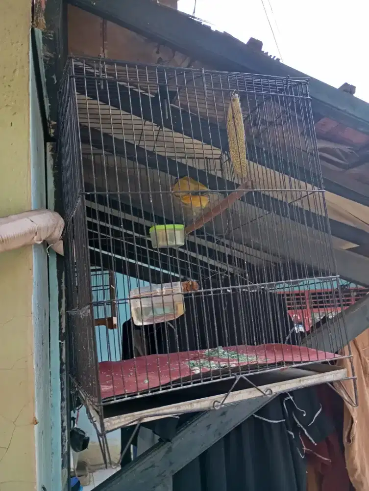 burung kepodang emas