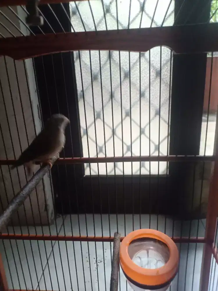 Blackthroat Botswana