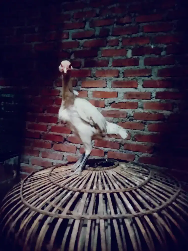 Borongan murah shamo jepang .plucker magonkhoy drum kosongin murah