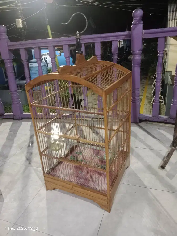 Di jual burung kacer