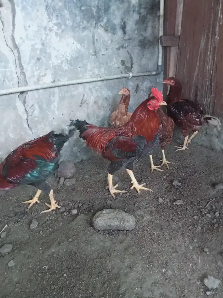 AYAM JAGO KAMPUNG
