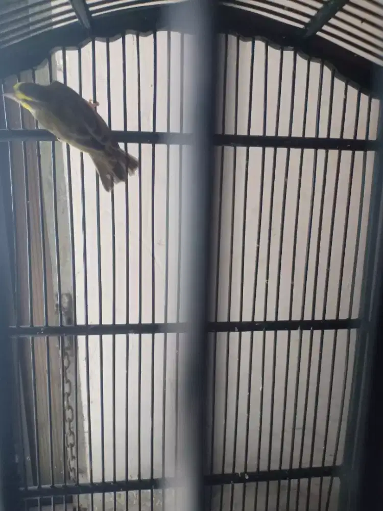 BURUNG MOZAMBIK GACOR NGEROL