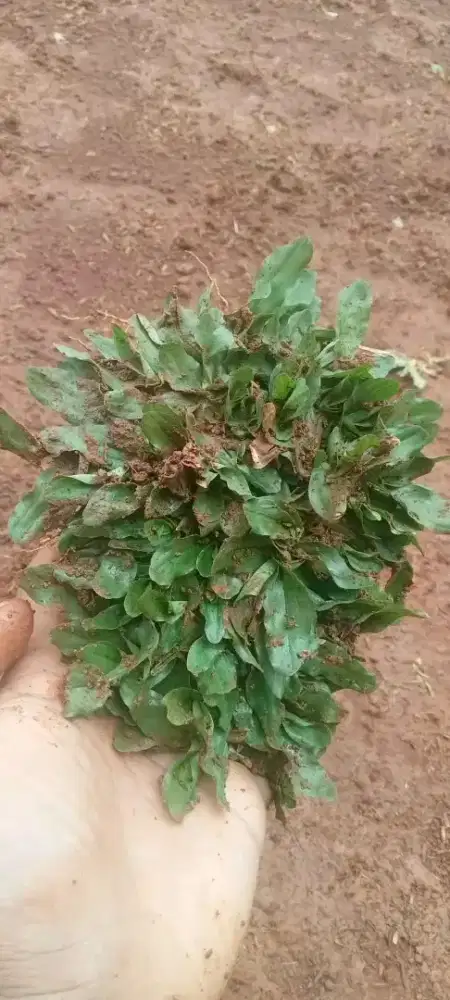 jual rumput untuk taman murah terdekat lokasi anda