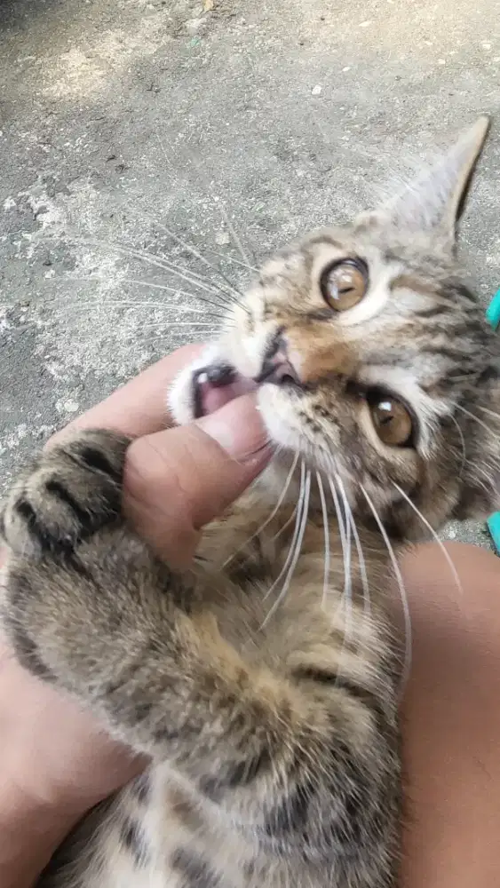 Anak kucing betina Mainecoon x BSH mix