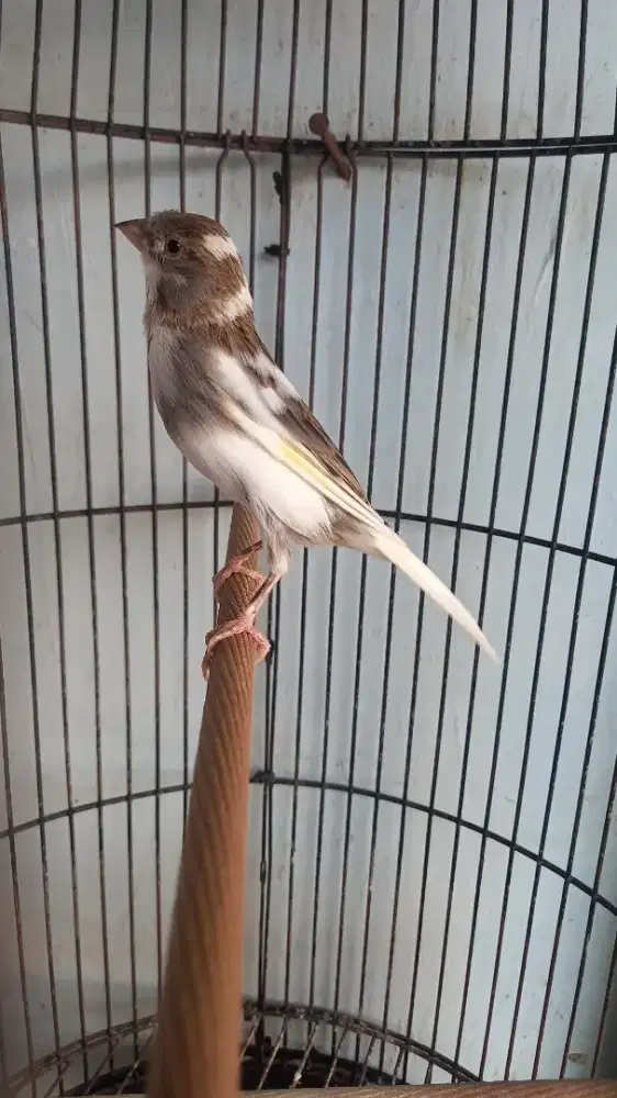 Kenari panda gacoran muda