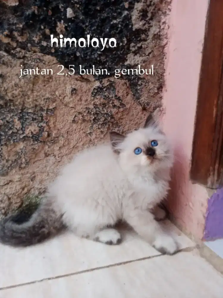 Kucing Persia Himalaya