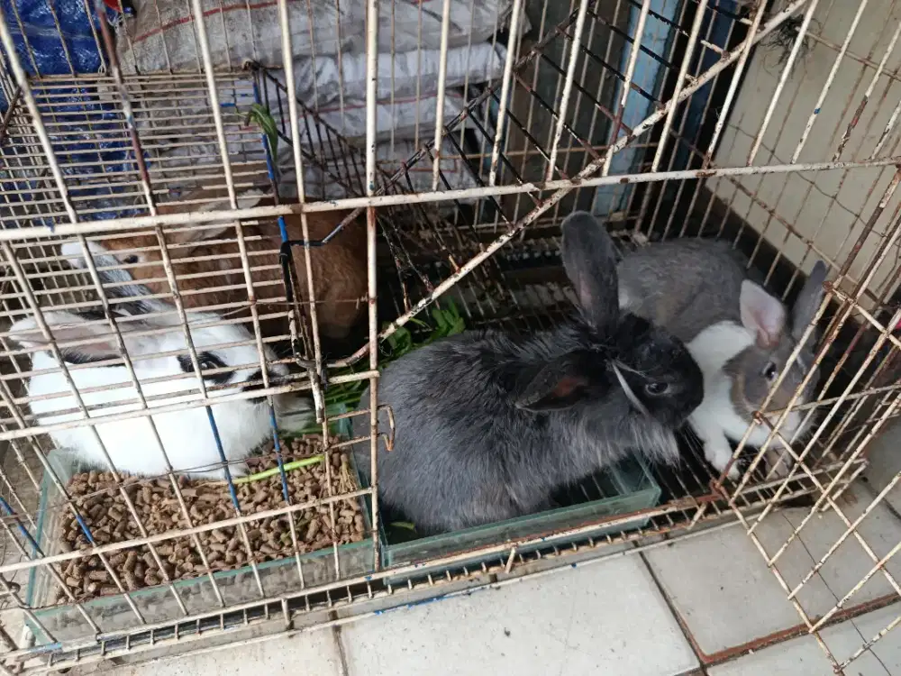Jual Marmut ,Landak mini, kelinci diSawangan,depok