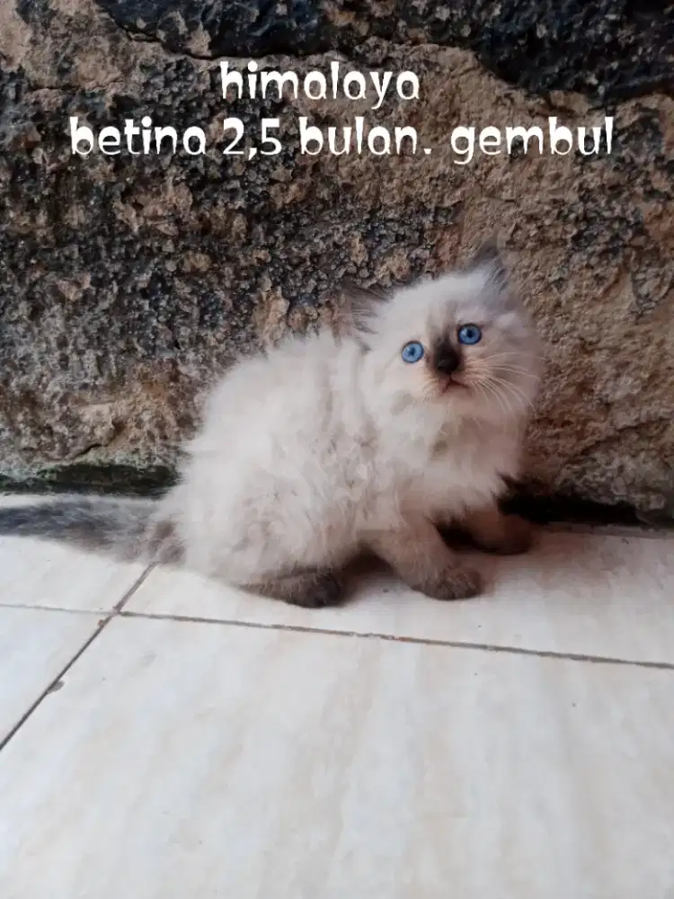 Kucing Persia Himalaya