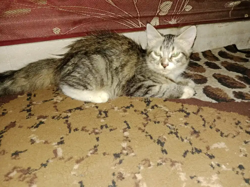 Kucing Persia betina