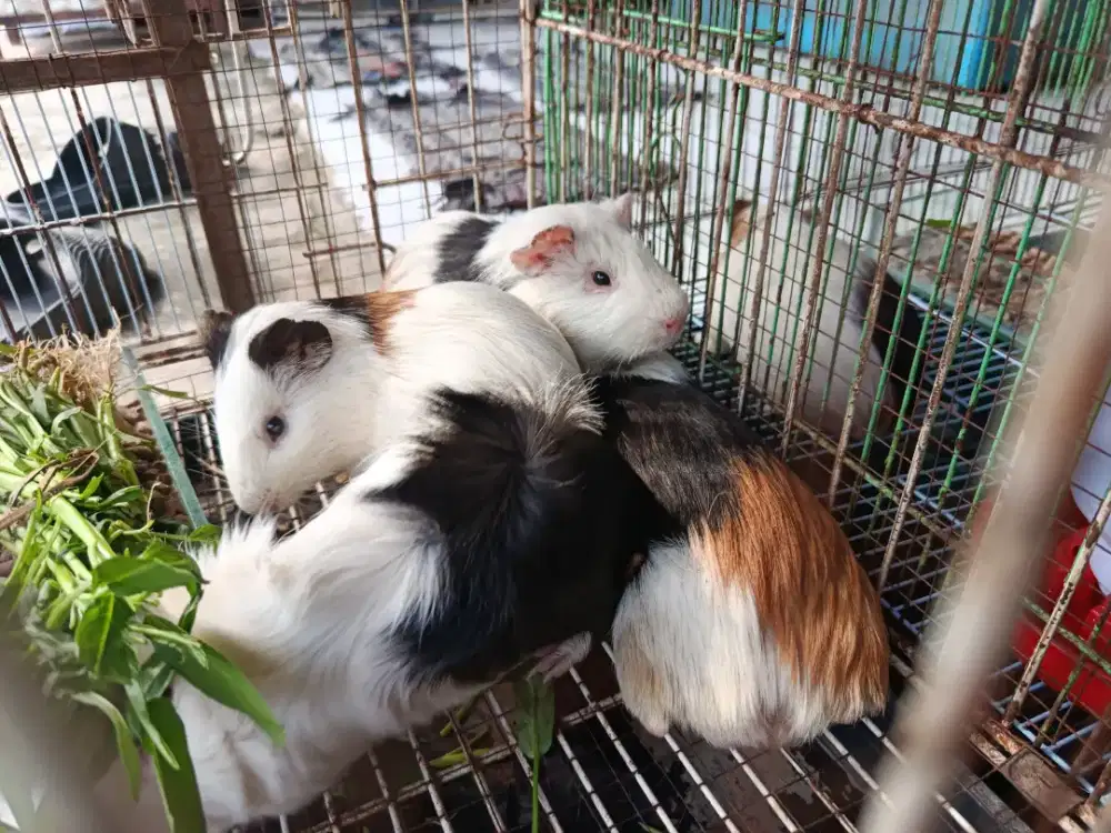 Jual Kelinci, Marmut, Landak mini, Tupai, Hamster