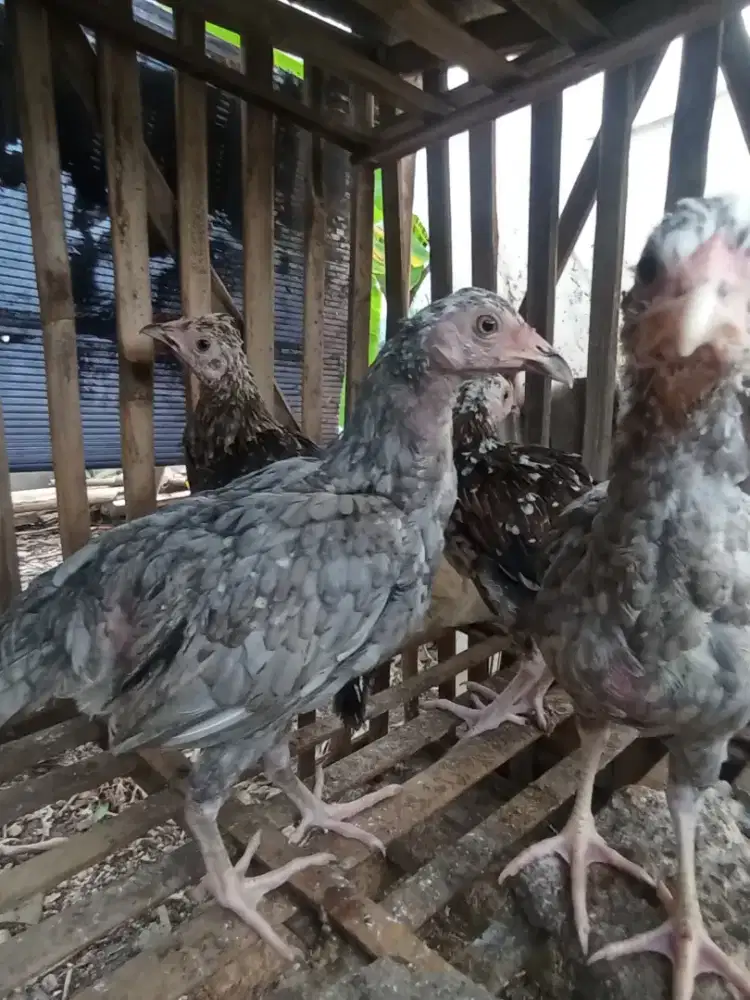 Ayam Kampung 3 bulan dan 5 bulanan