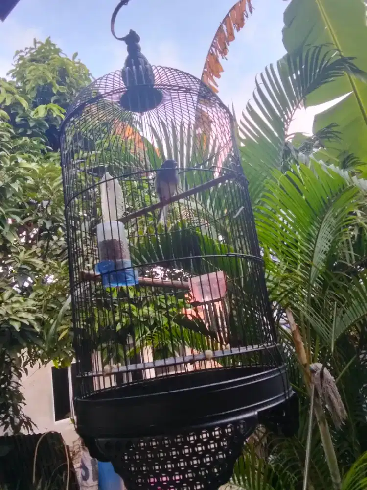 Kenari panda gacor dor cengkok enak fs anti stres