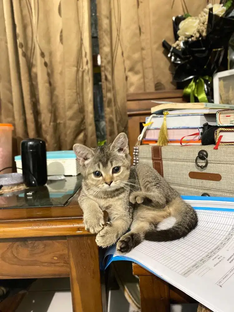 Kitten SF x BSH Golden ny25