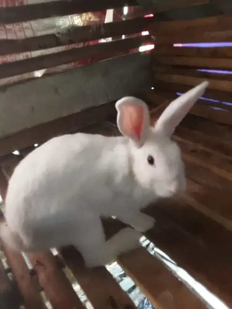 Indukan jantan siap kawin