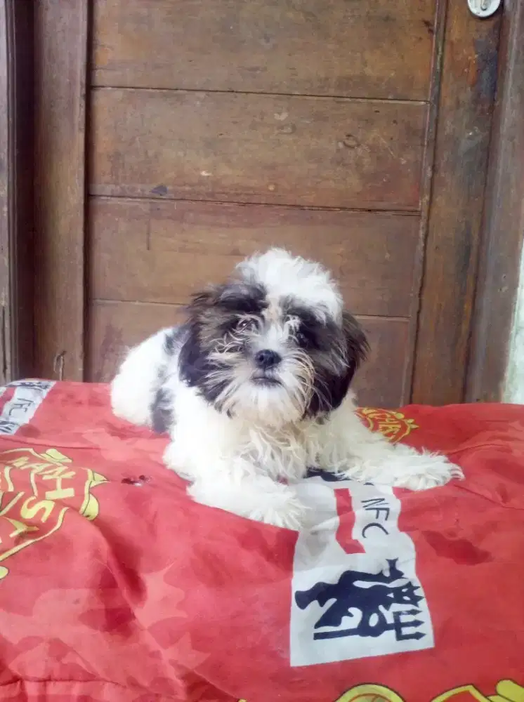 Puppy shintzhu betina asli