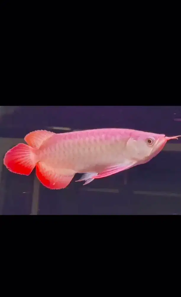 arwana super red sumo