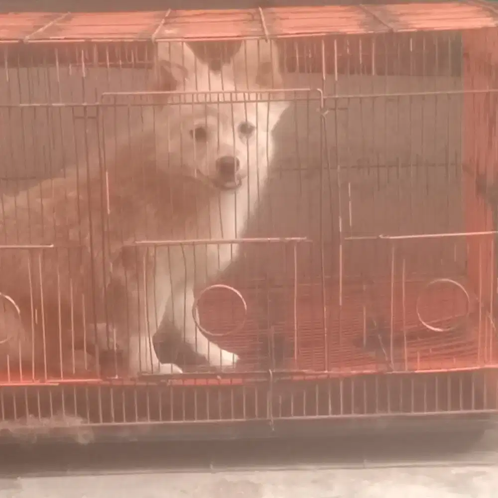 Anak anjing corgi mix pom betina