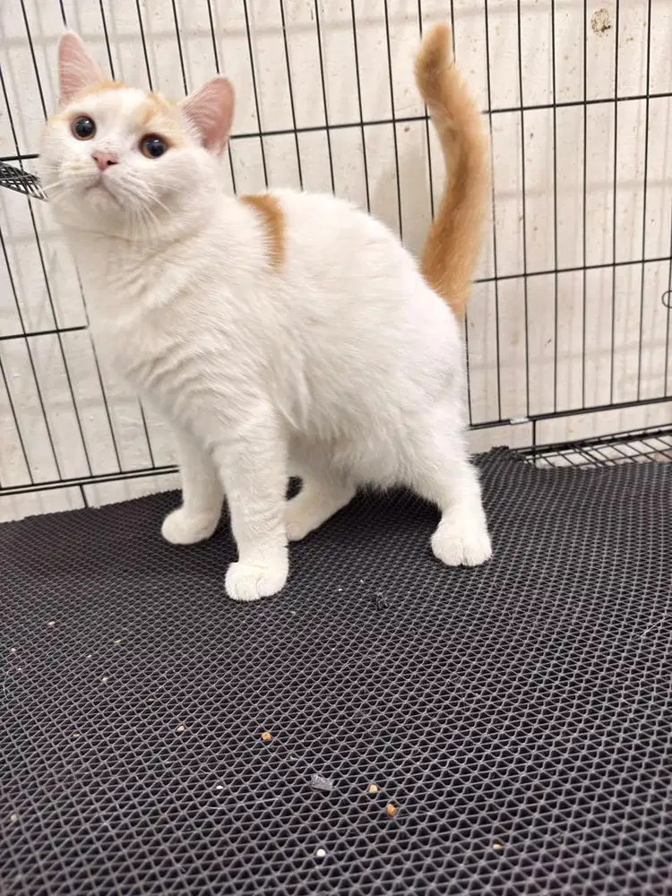 Kucing British shorthair jantan 7 bulan