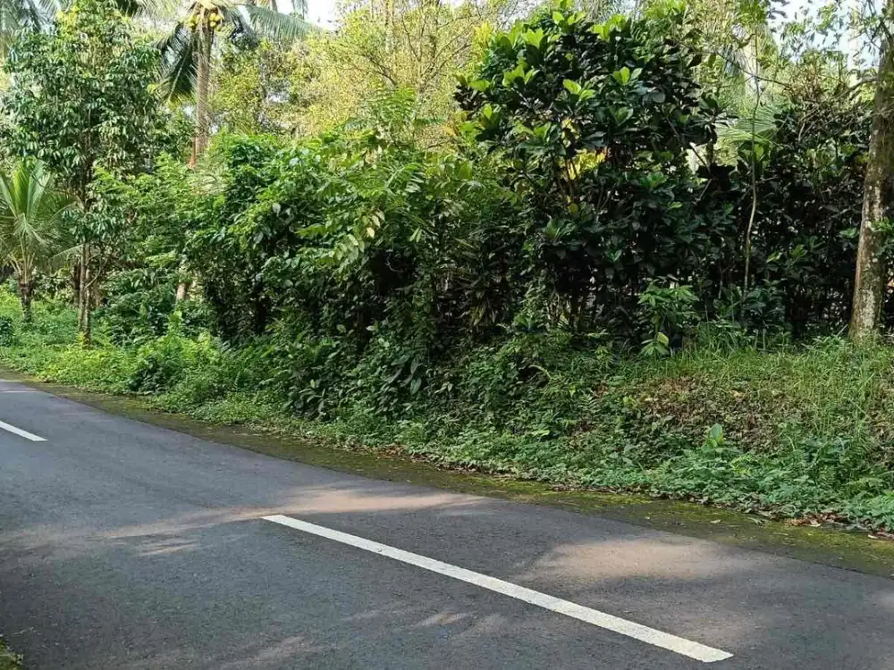 Dijual Tanah Kebun Dominan Datar  Di Tabanan Bali