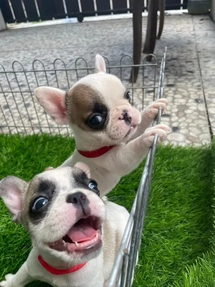 French bulldog betina